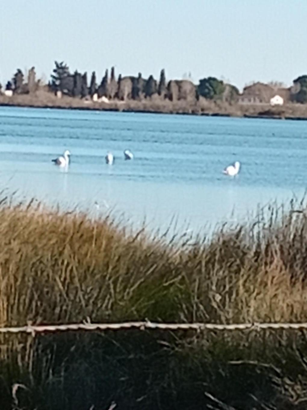 Aigues Mortes Studio De Vacances En Camargue Esterno foto